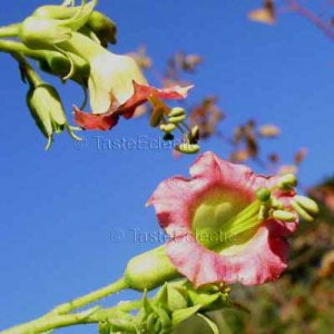 توتون وحشی - معرفی و خواص گیاهان دارویی